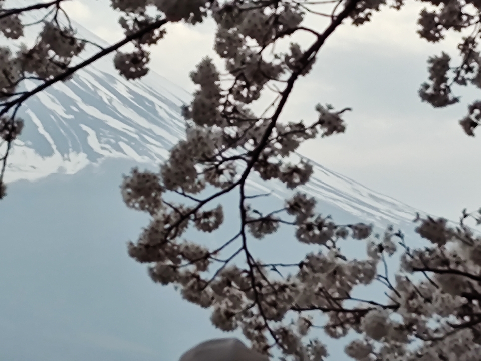 Vue floue de fleurs de cerisier et d'une montagne enneigée.