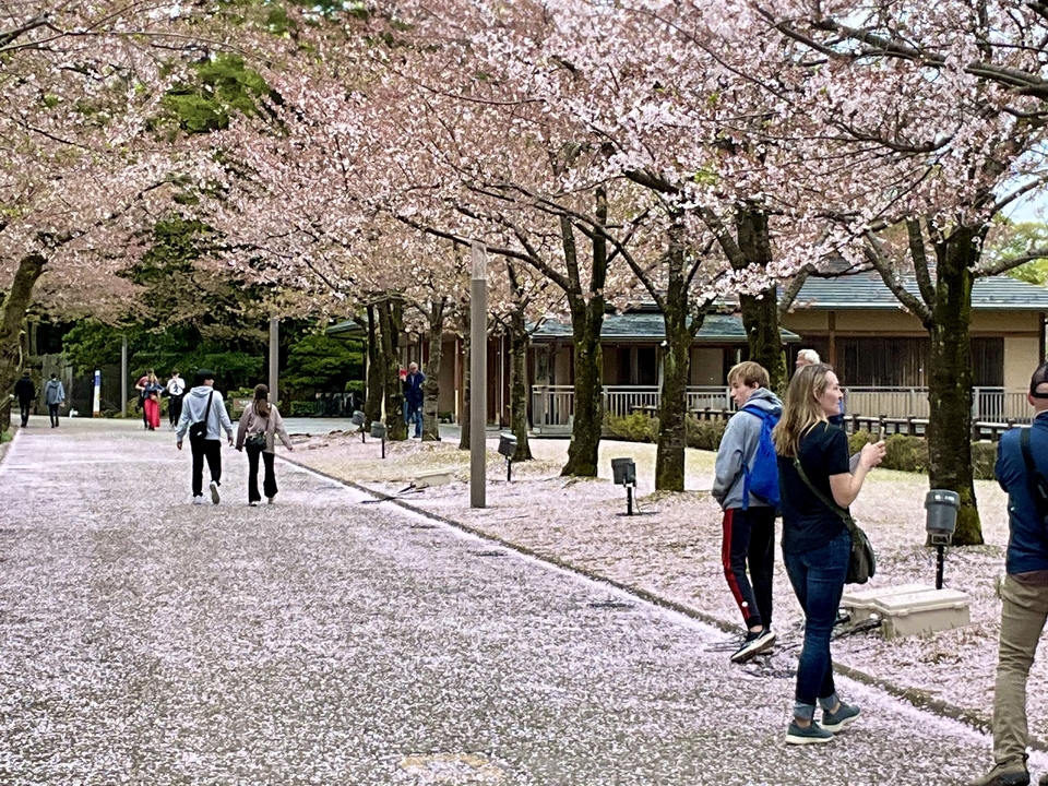 Des gens qui se promènent sous les cerisiers en fleurs au printemps dans un parc japonais.