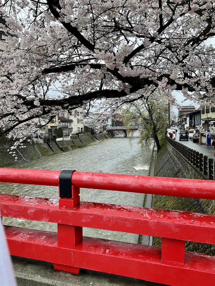 Fleurs de cerisier au-dessus d'une rivière avec un pont rouge et des bâtiments traditionnels en arrière-plan.