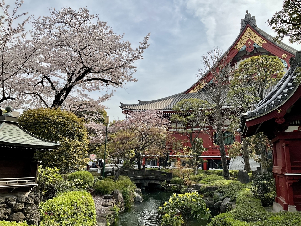 Une scène de jardin avec des fleurs de cerisier, un pont et une architecture de temple.