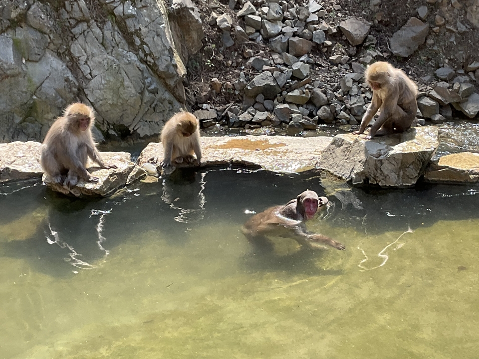 Quatre macaques autour d'une source chaude, un dans l'eau et les autres sur des rochers.
