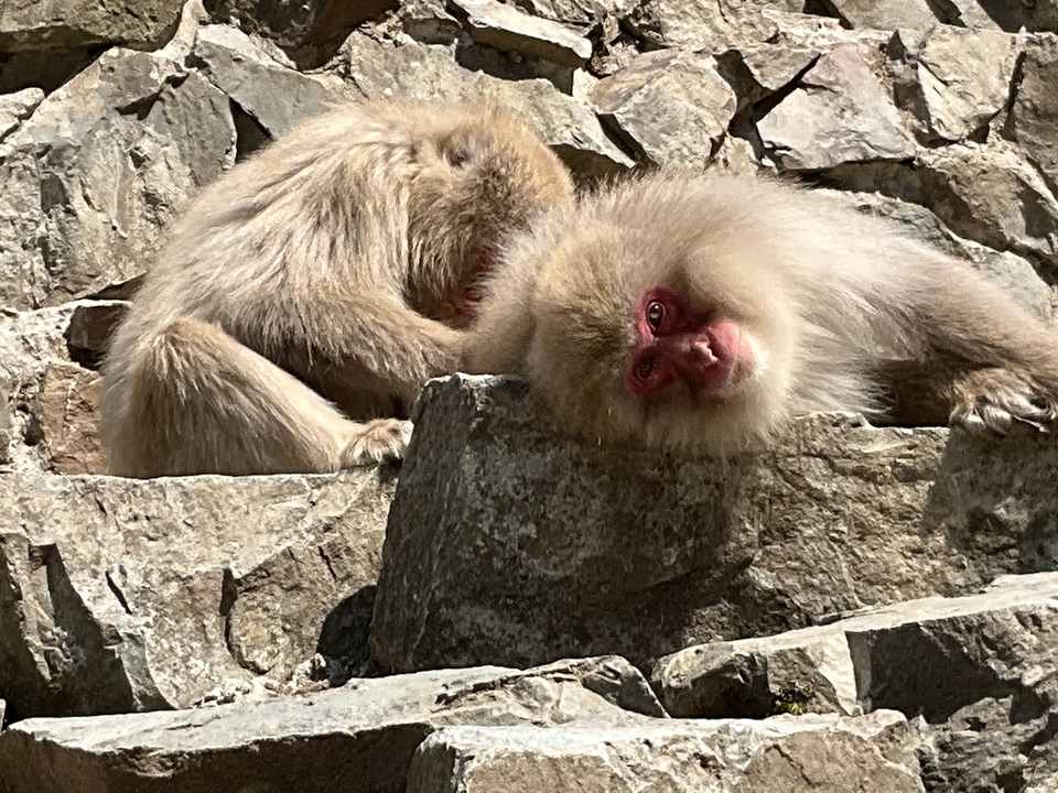 Deux macaques allongés sur des rochers dans un environnement naturel.