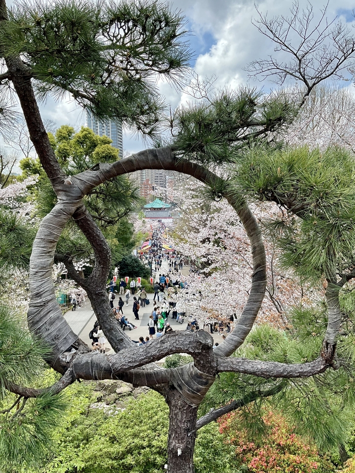 Une scène de parc avec des gens et des fleurs de cerisier, encadrée par une arche circulaire.