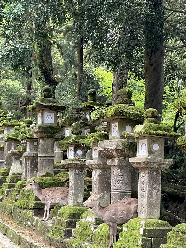 Lanternes en pierre couvertes de mousse dans une zone forestière dense.