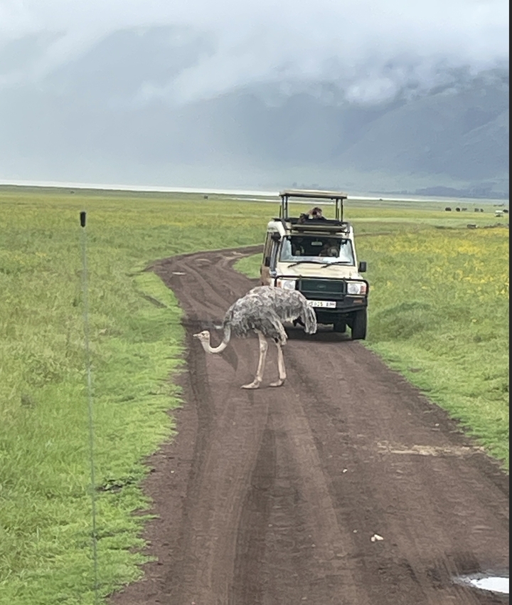 Véhicule de safari arrêté sur une route de terre observant une autruche qui traverse.