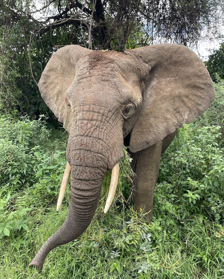 Gros plan d'un éléphant se nourrissant avec des défenses visibles dans un environnement verdoyant luxuriant.