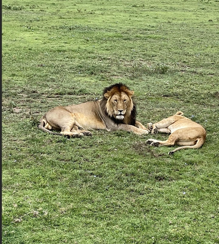 Des lions se reposant sur l'herbe dans leur habitat naturel.