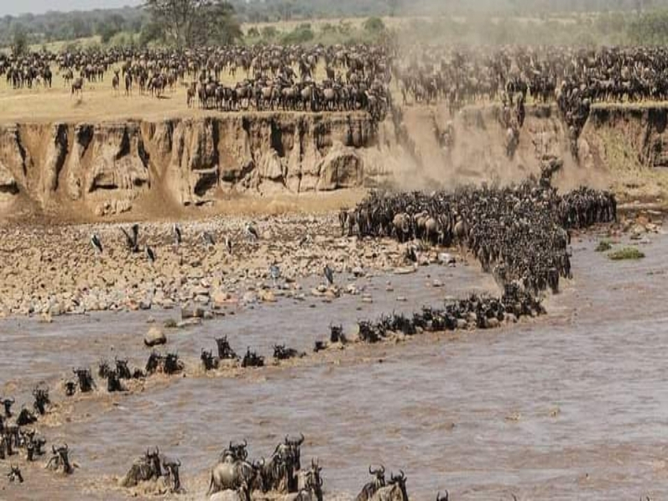 Gnus überqueren einen Fluss während der Wanderung.