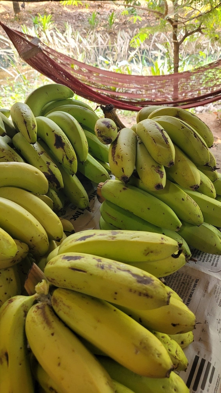 Des régimes de bananes exposés.