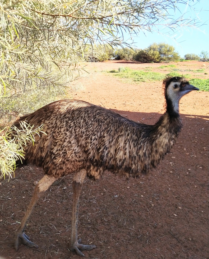 Émeu debout sur un sentier de terre rouge.