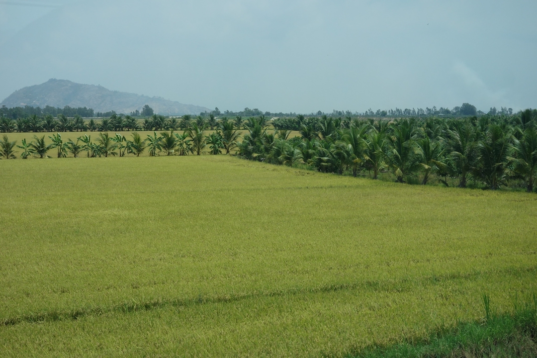 Weitläufige grüne Reisfelder mit fernen Hügeln.