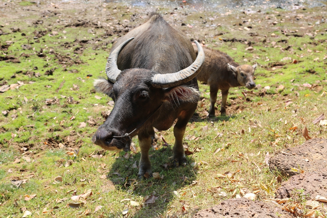 Büffel und Kalb grasen auf grasigem Land.