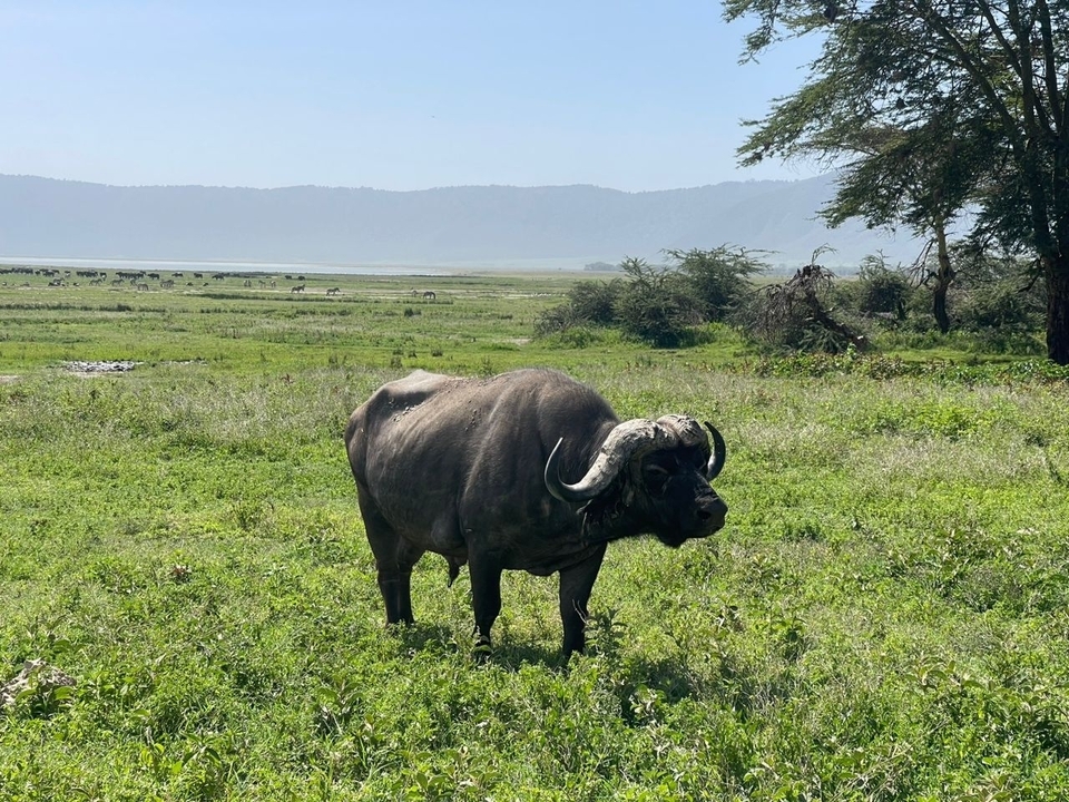 Bison debout dans un champ herbeux avec des montagnes.