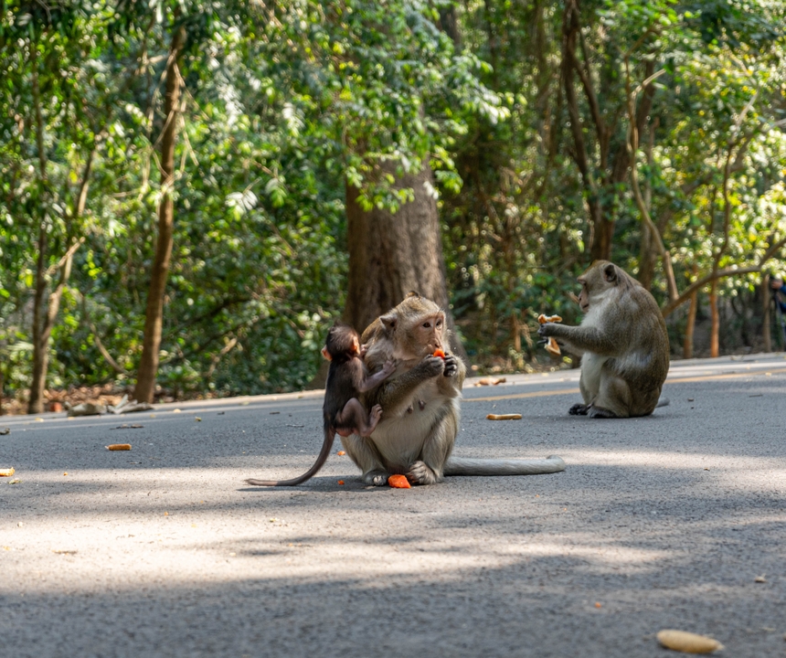 Des singes mangent de la nourriture sur un sentier forestier.