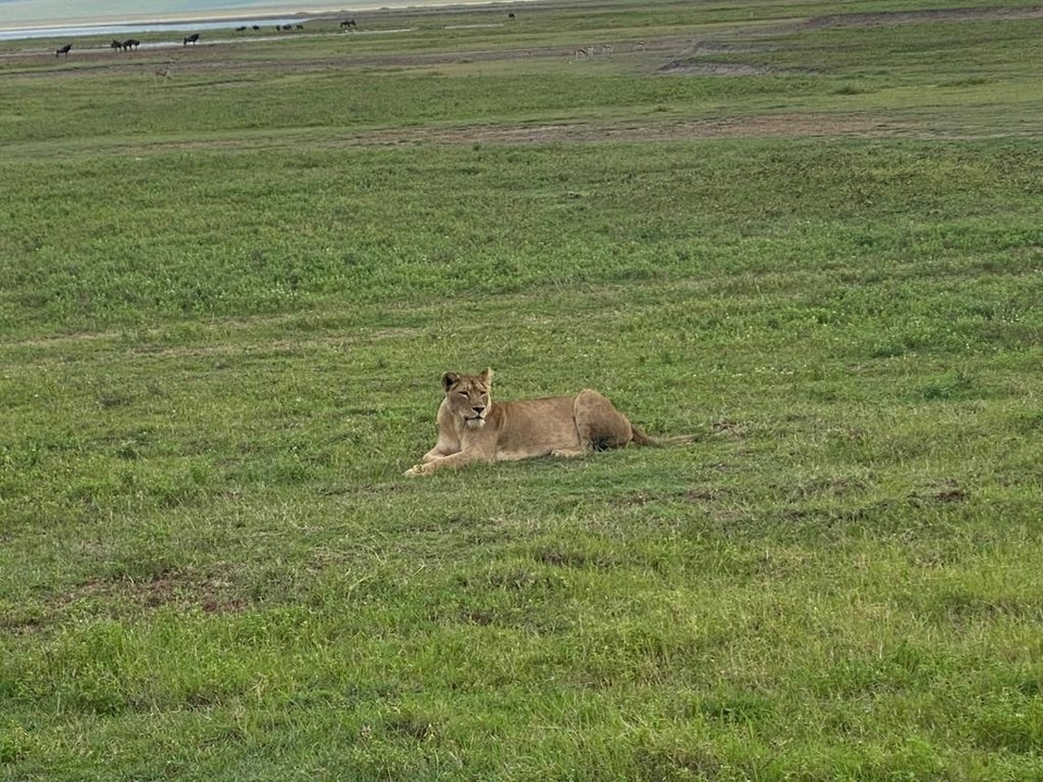 Un lion se reposant sur la prairie de la savane.