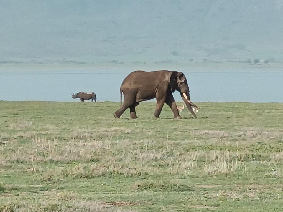 Éléphant et autres animaux sauvages dans une zone herbeuse près d'un lac.