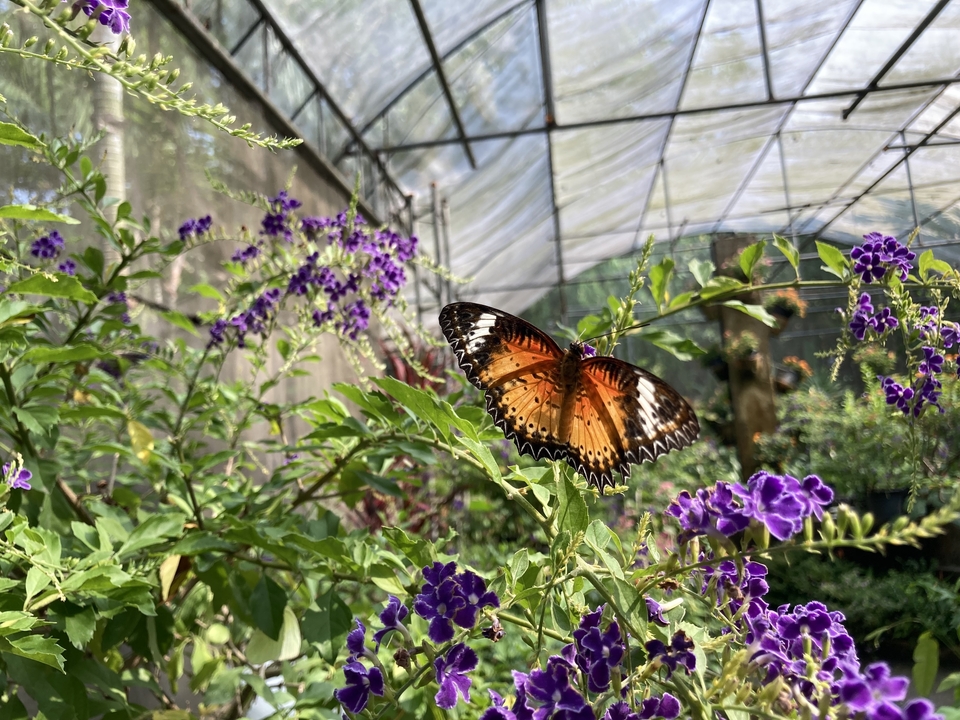 Papillon se reposant sur une fleur violette à l'intérieur d'une serre.