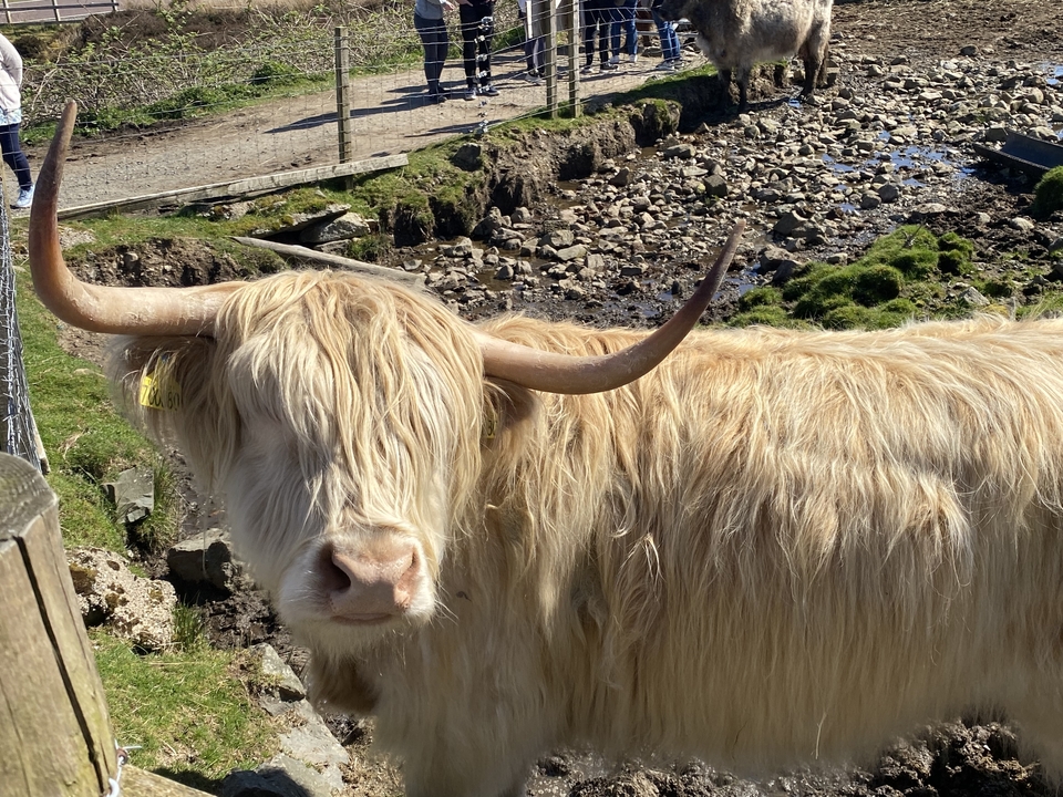 Gros plan d'une vache Highland avec de longues cornes.