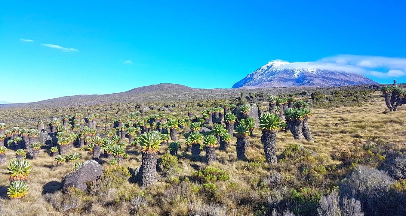 Mont Kilimandjaro avec une végétation unique au premier plan.