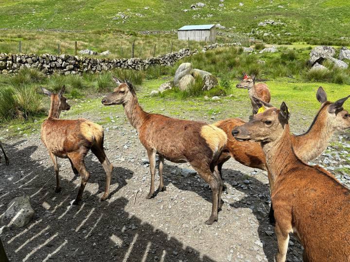 Een groep herten in een rotsachtig, grasrijk gebied.