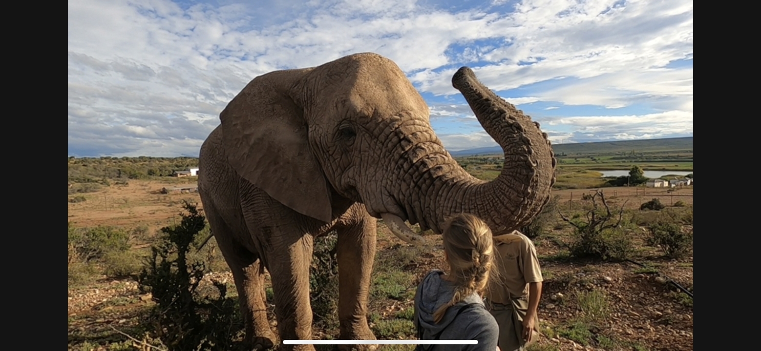 Elephant interacting with people in a natural setting.
