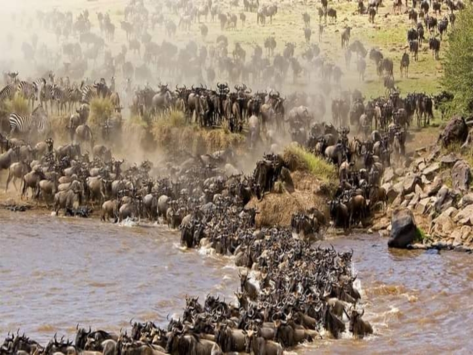 Gnus überqueren einen Fluss während einer Wanderung.