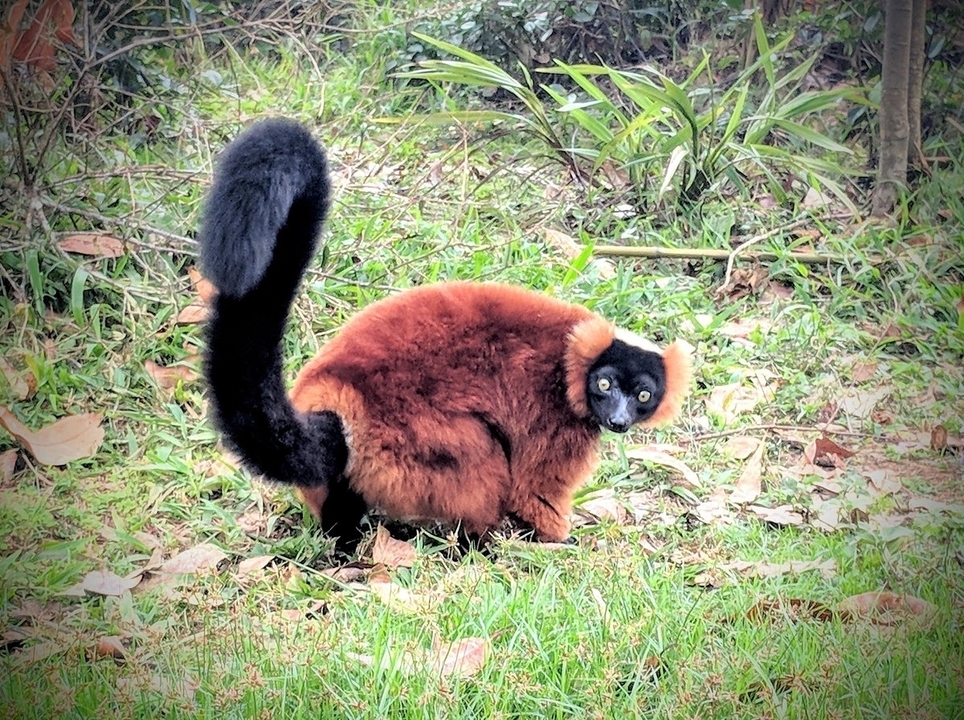 Un lémurien au sol dans un habitat naturel.