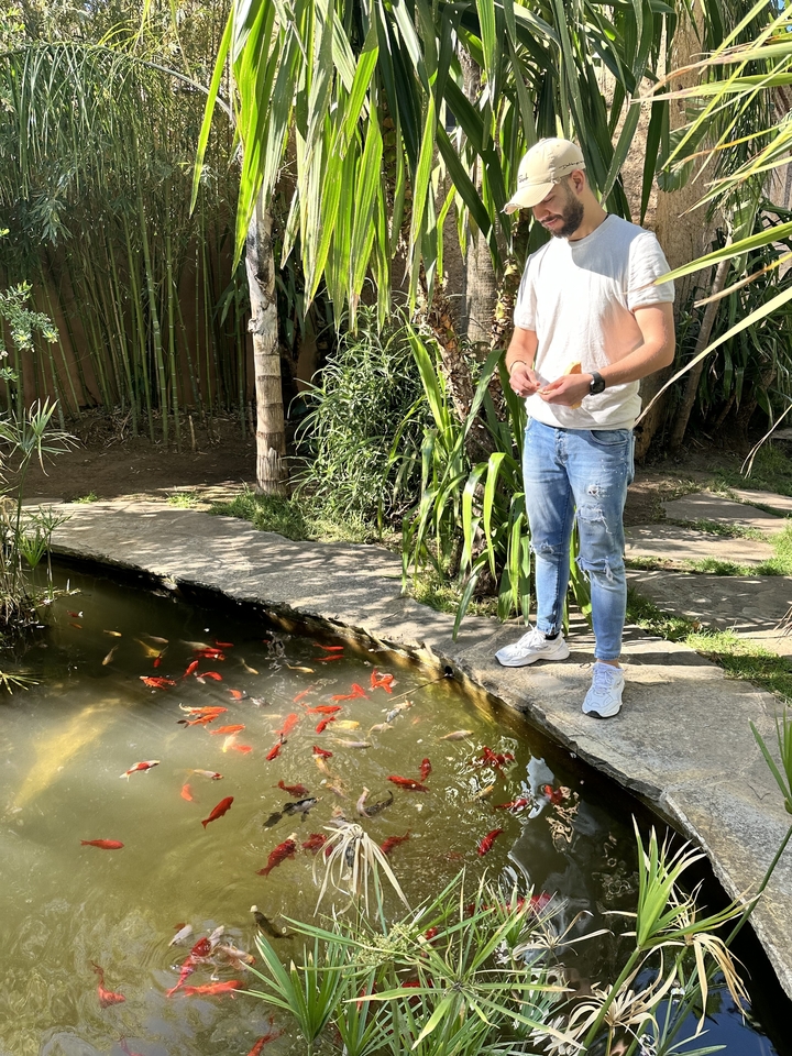 Personne nourrissant des poissons près d'un bassin dans un jardin.