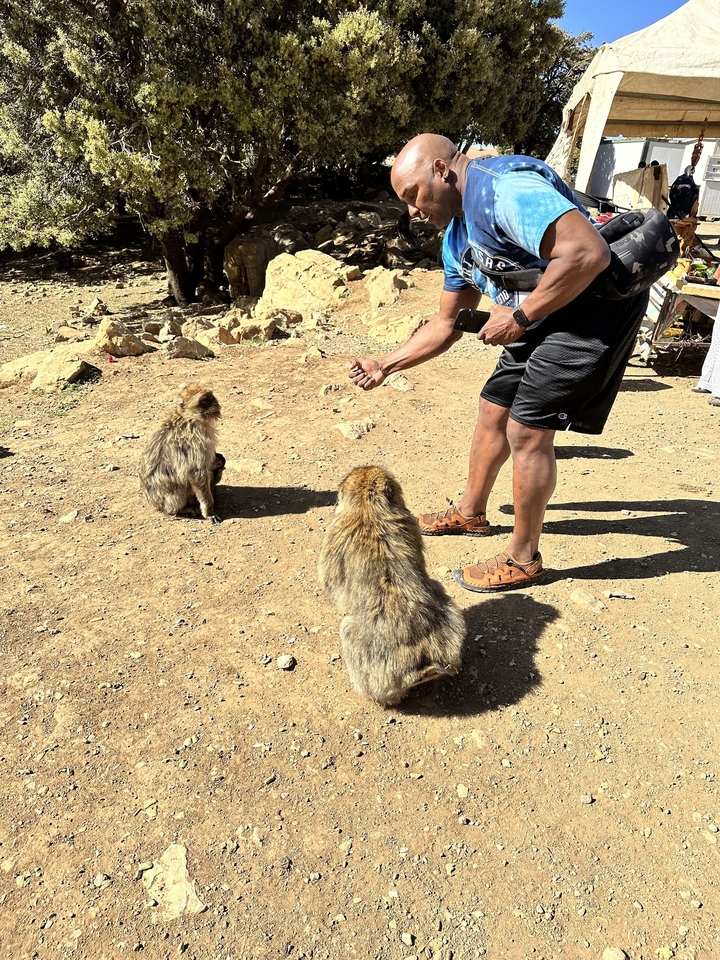 Personne interagissant avec des singes dans une zone désertique.