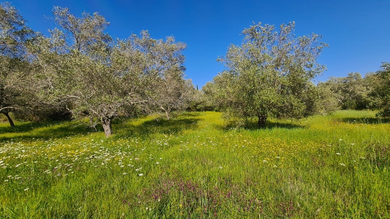Prairie luxuriante avec des fleurs sauvages et des oliviers sous un ciel dégagé.