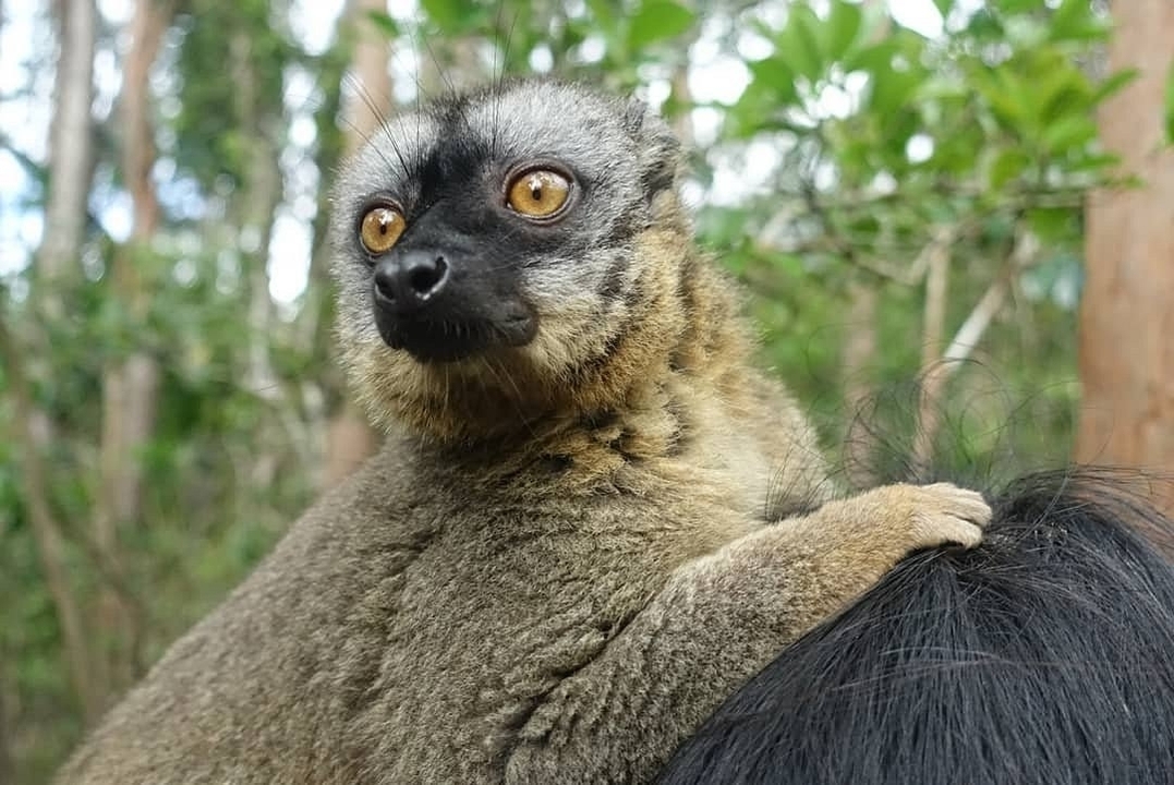 Gros plan d'un lémurien assis dans un arbre.