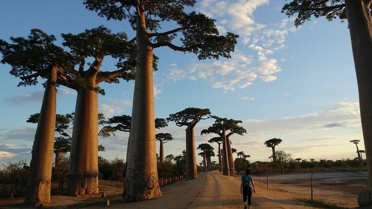 Une personne marchant sur un chemin de terre bordé de grands baobabs.