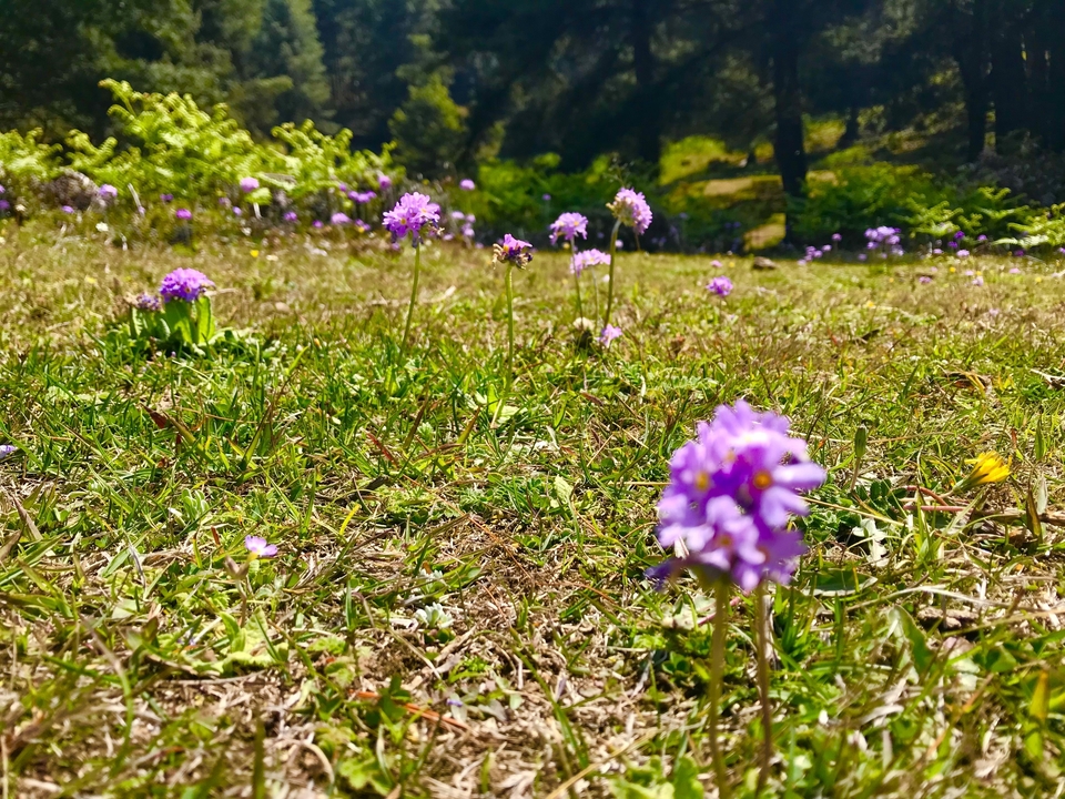 Champ de fleurs violettes en fleurs.