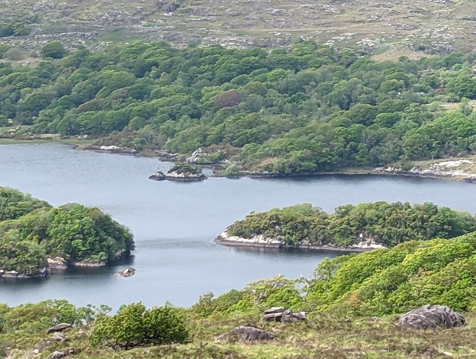 Vue rapprochée d'un lac entouré de verdure.