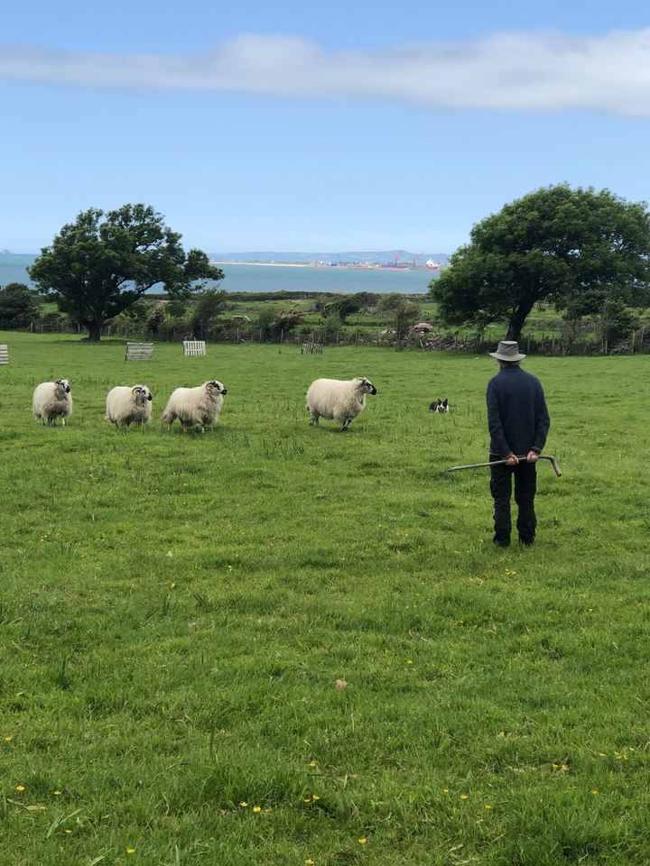 Farmer herding sheep with a dog on a green pasture