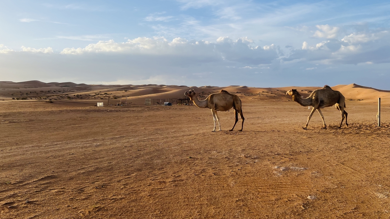 Deux chameaux marchant dans le désert au coucher du soleil.