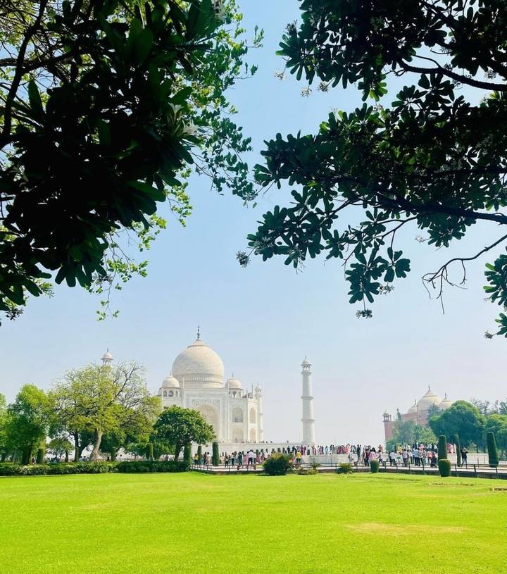 Taj Mahal encadré par des arbres verts luxuriants sous un ciel bleu dégagé.