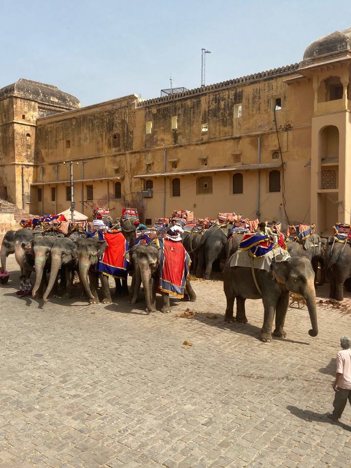 Éléphants décorés pour une procession devant un fort.