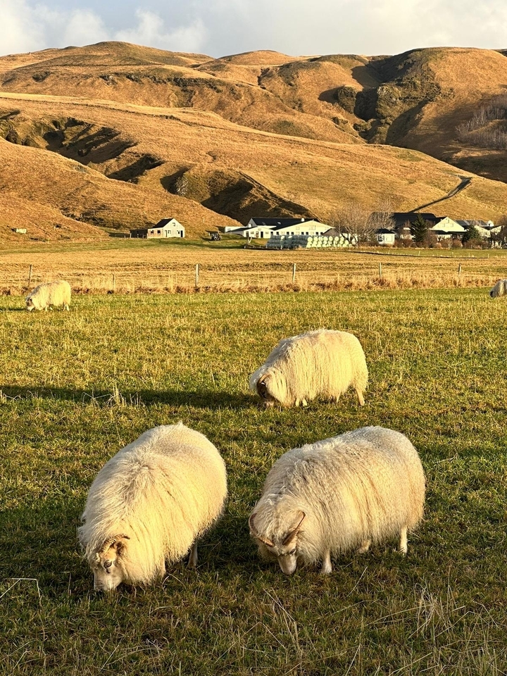 Moutons paissant dans un champ vert avec des bâtiments au loin