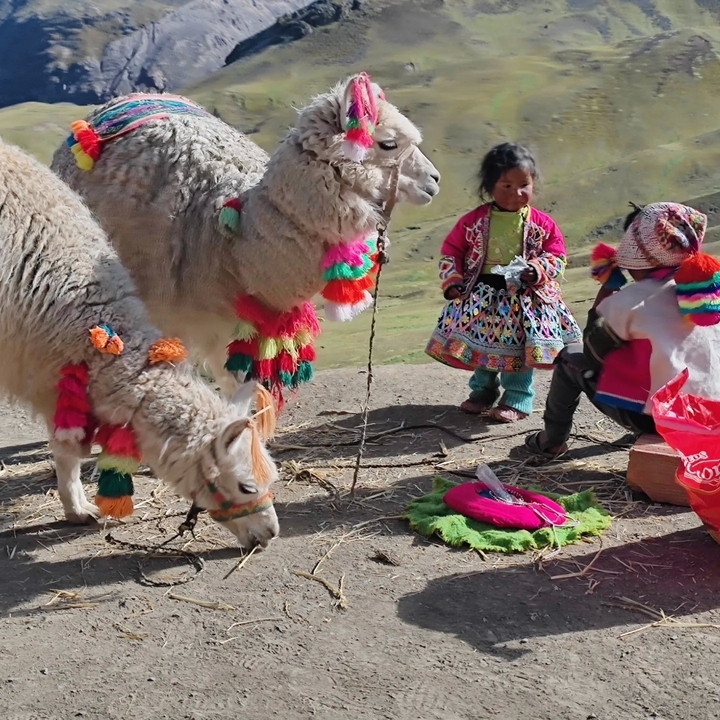 Des habitants locaux et des lamas en vêtements traditionnels colorés.