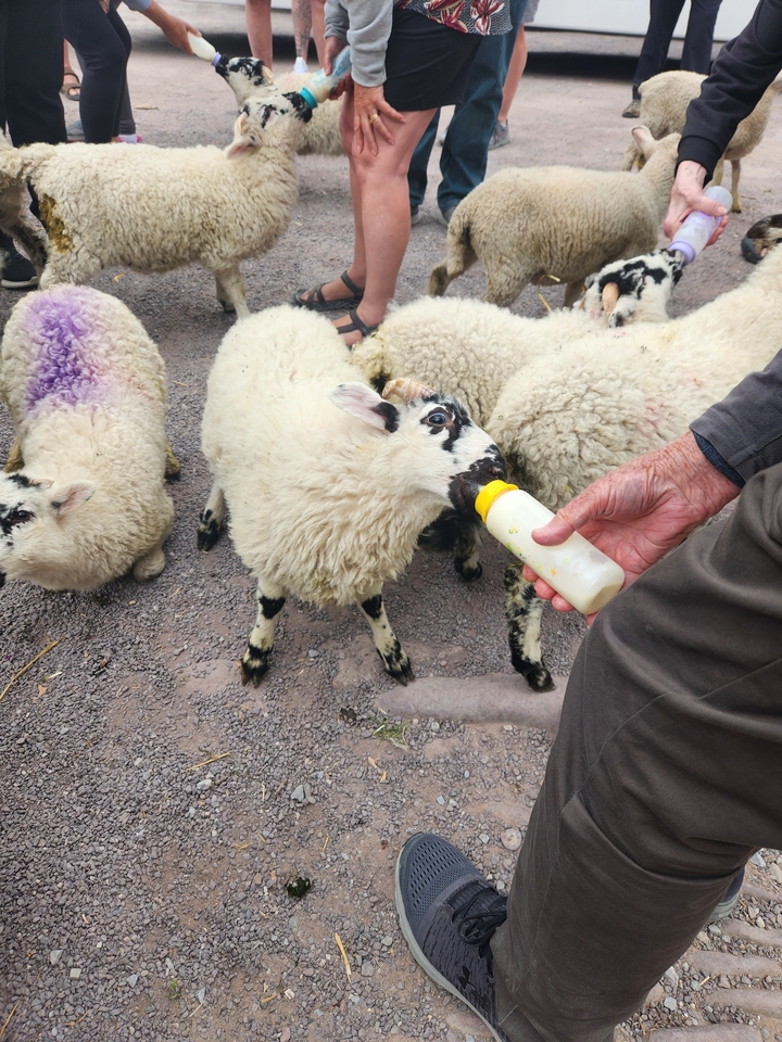 Agneau nourri au biberon par une personne.
