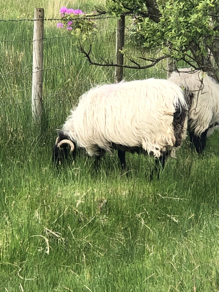 Moutons qui paissent dans un champ herbeux