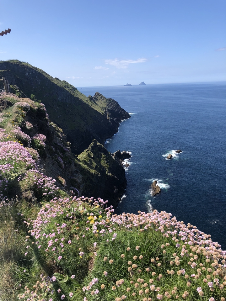 Falaises côtières spectaculaires avec des fleurs roses