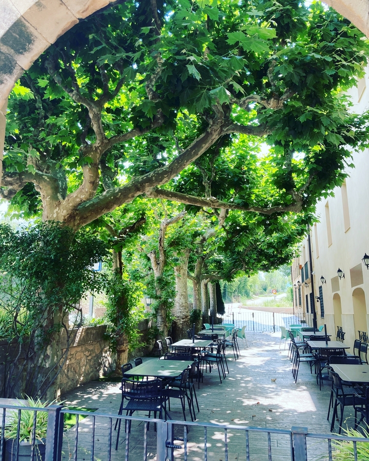 Allée bordée d'arbres avec ombre et lumière.