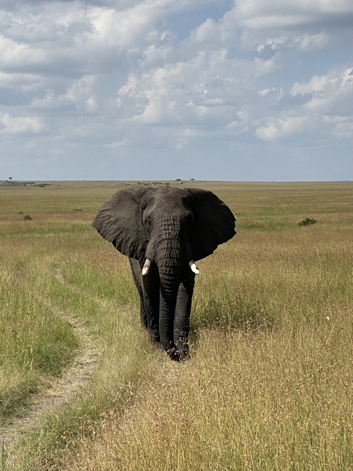 Éléphant solitaire marchant vers la caméra dans une savane.