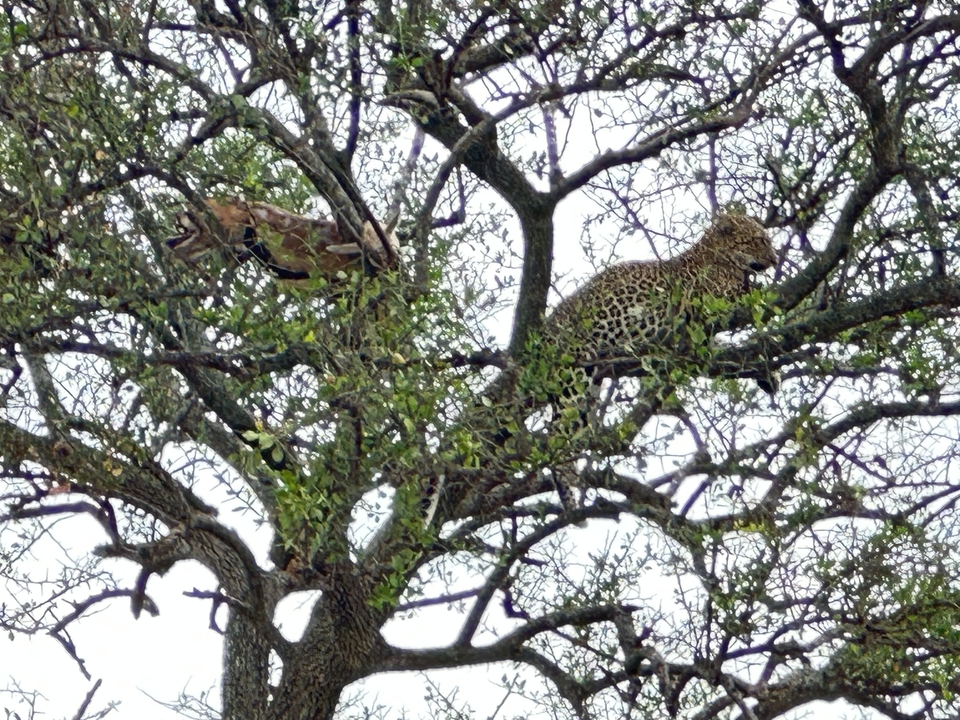Léopard se reposant sur une branche d'arbre avec une proie à proximité.