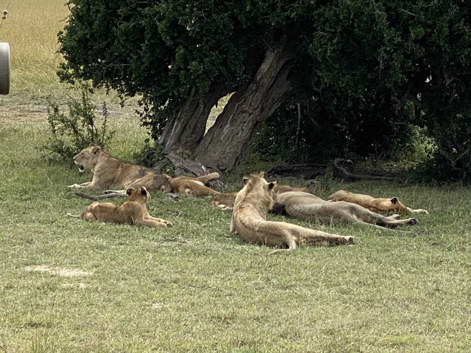 Groupe de lions se reposant sous un arbre dans une zone herbeuse.