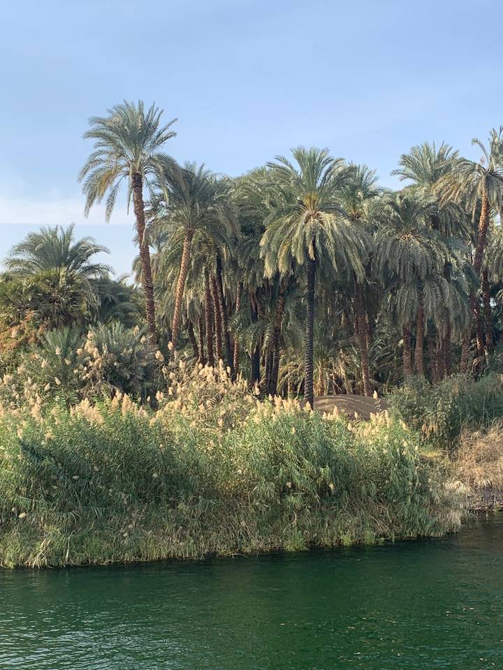 Lush greenery with palm trees and a river.