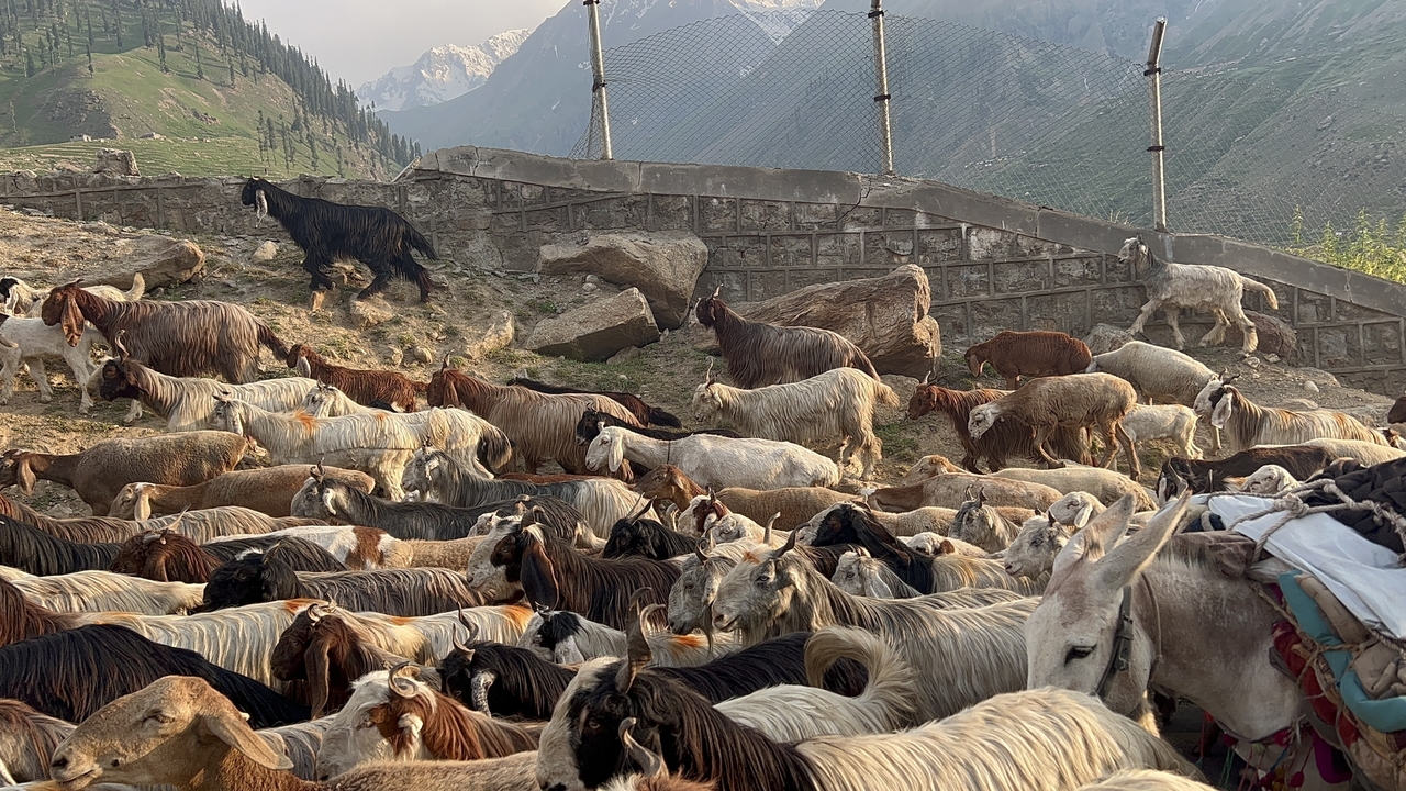 Un grand troupeau de chèvres dans un enclos.