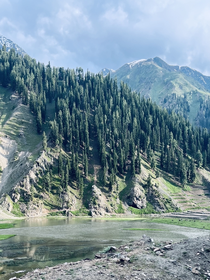 Dense forest on mountain slopes.
**French translation:**
Forêt dense sur les pentes de montagne.
